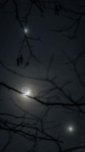 Moon Jupiter Venus behind trees